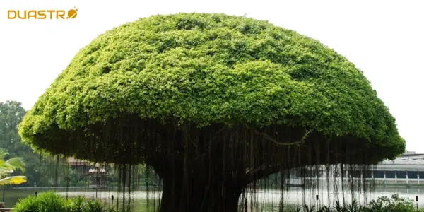 Sacred Trees: Astrological Insights